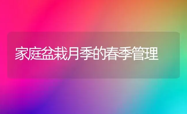 家庭盆栽月季的春季管理 | 植物知识