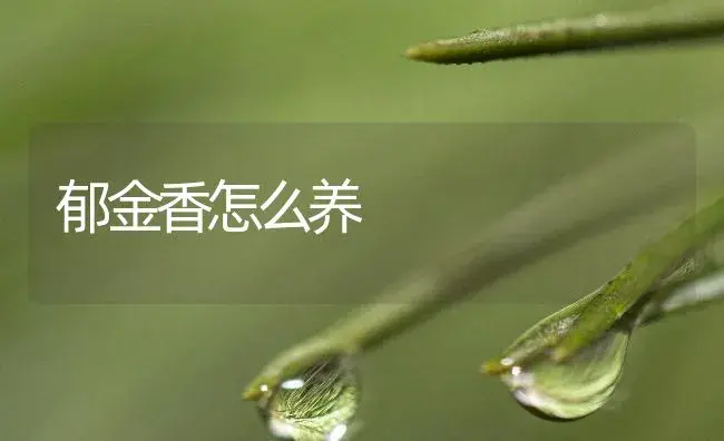 郁金香怎么养 | 植物知识