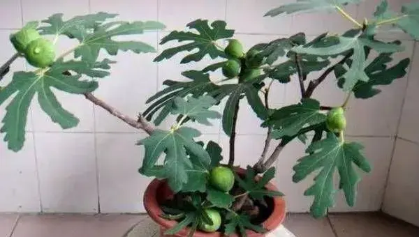 盆栽无花果的种植方法要注意什么