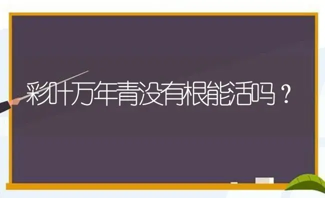 彩叶万年青没有根能活吗？ | 植物问答