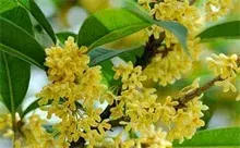 今冬桂花树12月了还在开