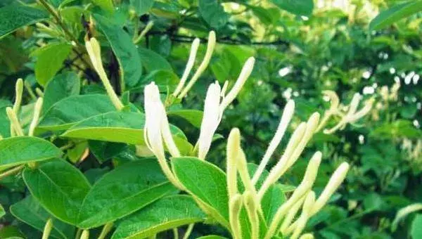 金银花种植条件，南方北方均可种植