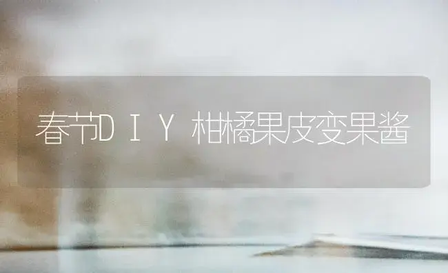 春节DIY柑橘果皮变果酱 | 植物百科
