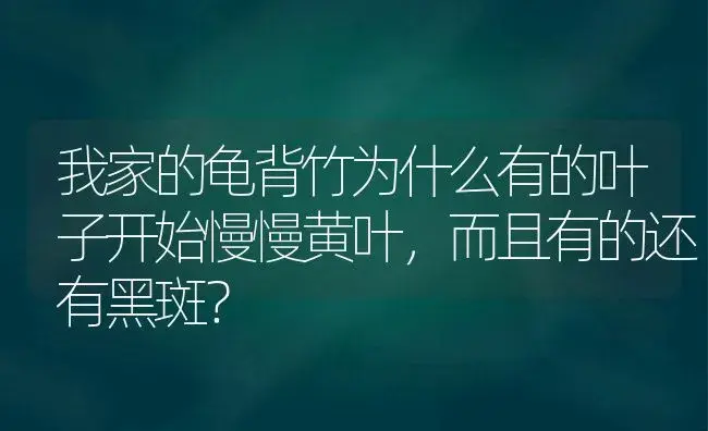 我家的龟背竹为什么有的叶子开始慢慢黄叶，而且有的还有黑斑？ | 植物问答