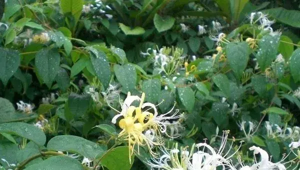 2018种金银花赚钱吗？金银花种植的利润与投资成本及前景预测