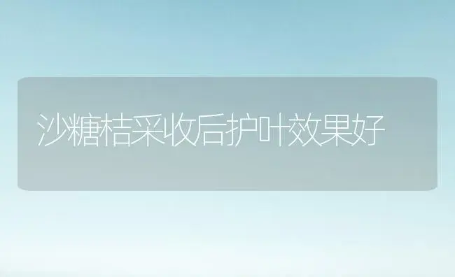 沙糖桔采收后护叶效果好 | 植物科普