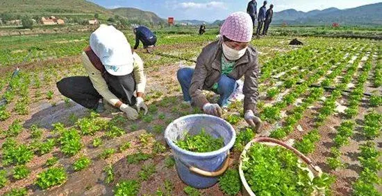 西芹育苗催芽技术及出苗后怎么管理？