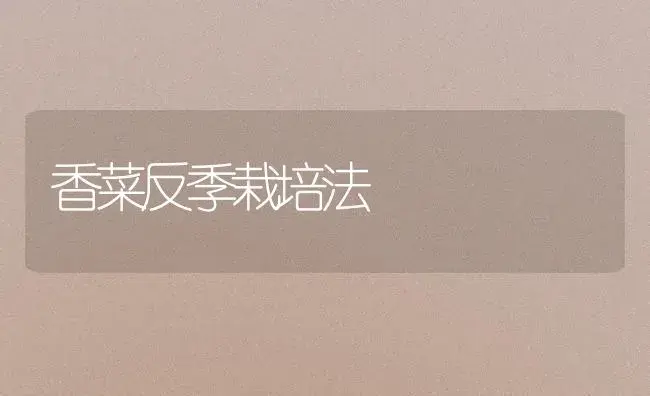 香菜反季栽培法 | 植物百科