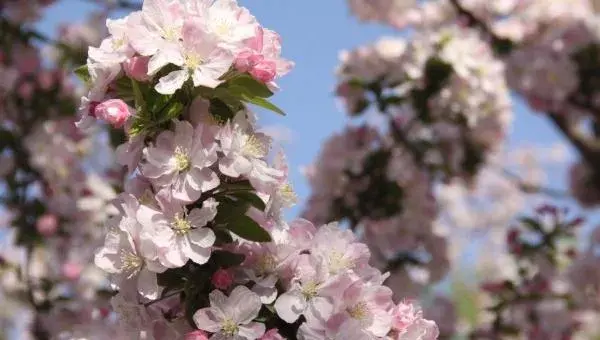 海棠花修剪枝叶方法 海棠花叶子发黄怎么办