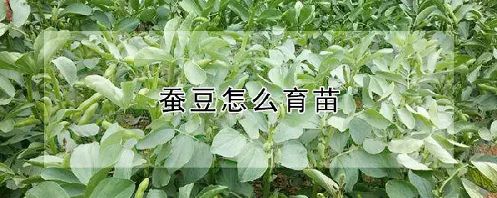 蚕豆怎么育苗