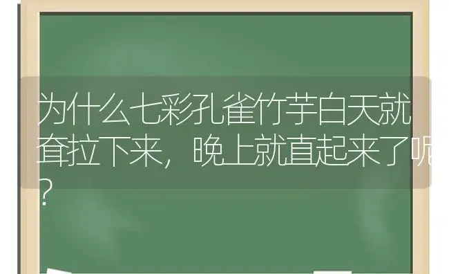 为什么七彩孔雀竹芋白天就耷拉下来，晚上就直起来了呢？ | 植物问答