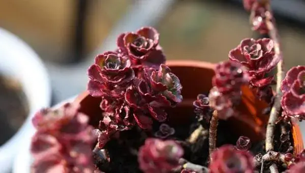 多肉植物小球玫瑰的养殖方法（快速爆盆） 小球玫瑰的养殖注意事项