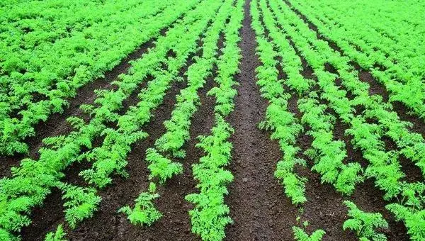 胡萝卜怎么种 胡萝卜科学种植技术