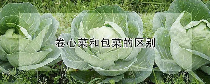 卷心菜和包菜的区别