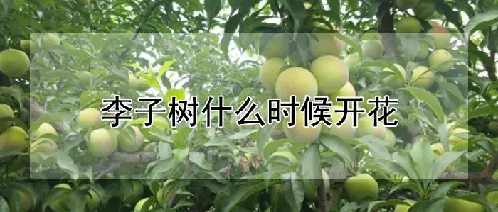 李子树什么时候开花