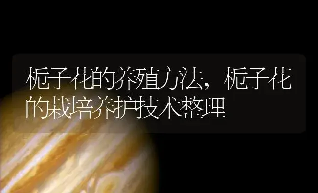 栀子花的养殖方法，栀子花的栽培养护技术整理 | 植物知识