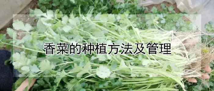 香菜的种植方法及管理