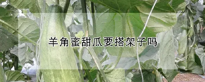 羊角蜜甜瓜要搭架子吗