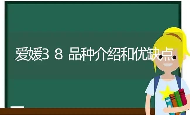 爱媛38品种介绍和优缺点 | 植物百科