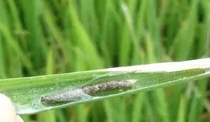 水稻螟虫怎么防治?危害特征及防治方法