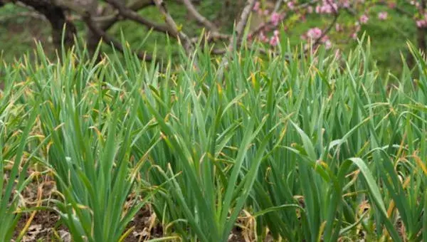 蒜苗怎么种 蒜苗科学种植技术