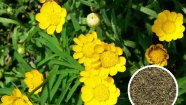 菊花种子什么时候播种 菊花种子的播种方法