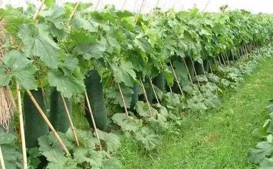 冬瓜夏季种植方法及管理要点