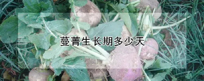 蔓菁生长期多少天