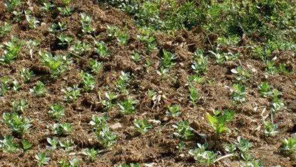 蚕豆什么时候种 大棚蚕豆种植技术