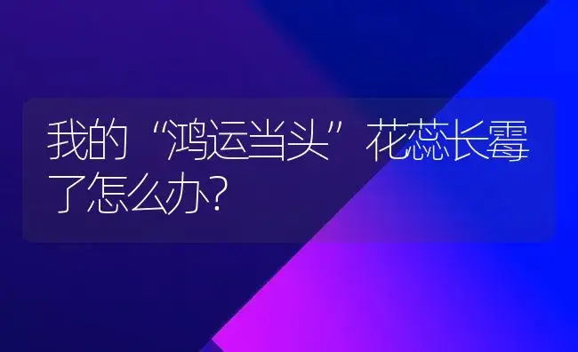 我的“鸿运当头”花蕊长霉了怎么办？ | 植物问答