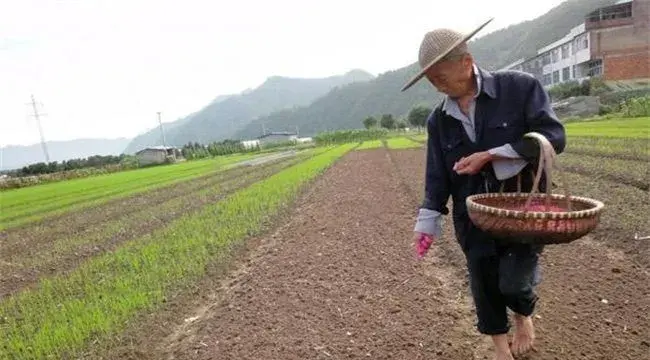 早熟毛豆栽培技术学习