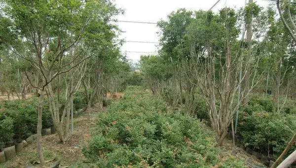 嘉宝果适合在哪里种植