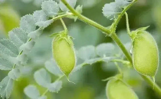 鹰嘴豆的高产种植技术详解