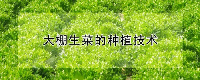 大棚生菜的种植技术