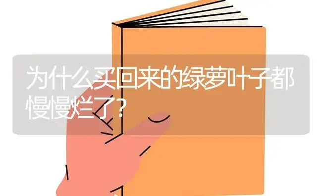 为什么买回来的绿萝叶子都慢慢烂了？ | 植物问答