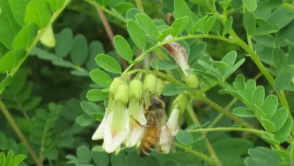 2018种黄芪赚钱吗？黄芪种植的利润与投资成本及前景预测