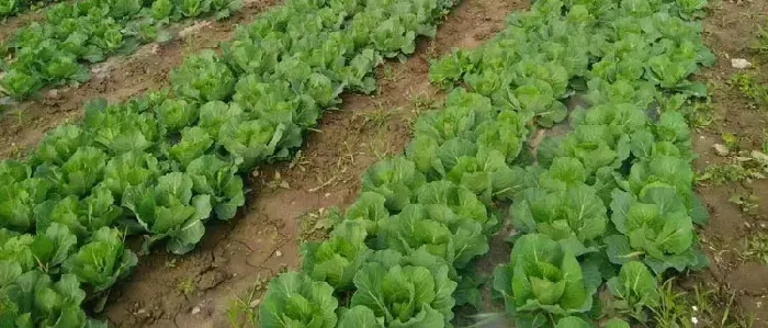 娃娃菜怎么种（几月种） 娃娃菜的种植技术与注意事项