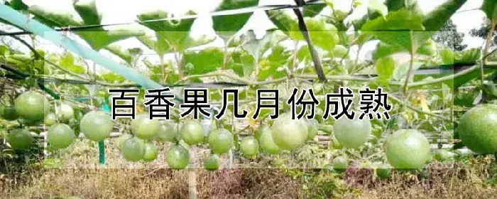 百香果几月份成熟