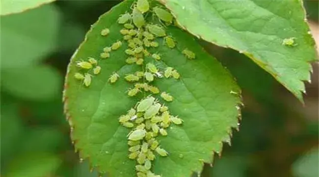 枸杞蚜虫怎么防治？出现了怎么办