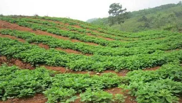 太子参亩产量多少 太子参种植效益高吗