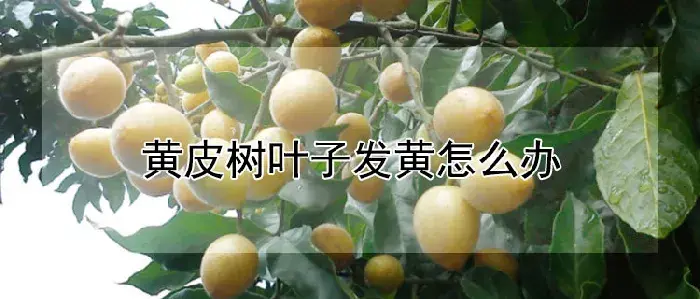 黄皮树叶子发黄怎么办