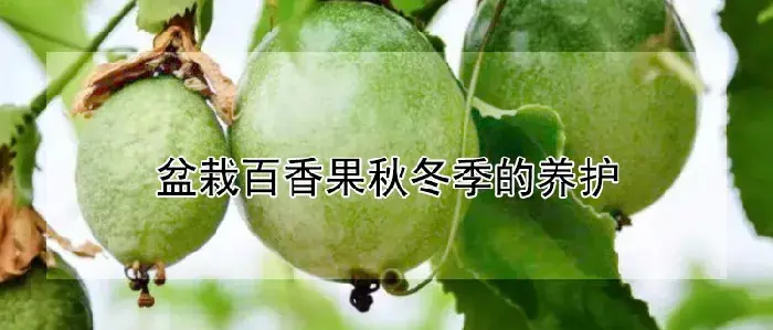 盆栽百香果秋冬季的养护