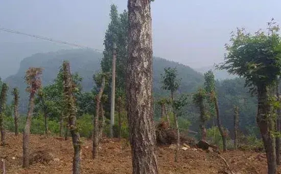 流苏树嫁接桂花方法与流程介绍