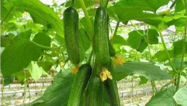 3月份可以种植什么蔬菜？看完这篇文章你就知道了！
