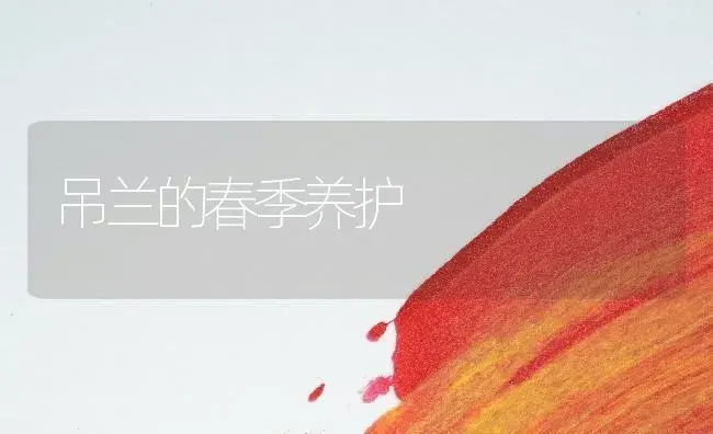 吊兰的春季养护　 | 植物知识