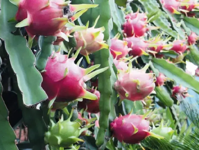 火龙果的种植技术 火龙果的种植时间是什么？