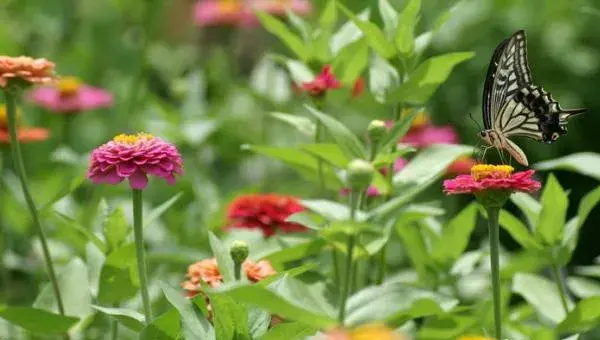 2018种百日草赚钱吗？百日草种植的利润与投资成本及前景预测