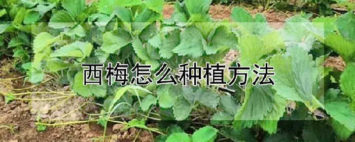 西梅怎么种植方法