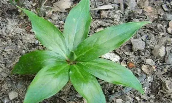 草河车的栽培技术注意什么