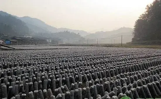 黑木耳的种植方法有几种？黑木耳的种植技术介绍